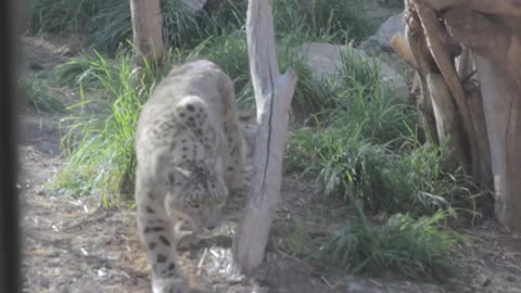 leopard in captivity walking