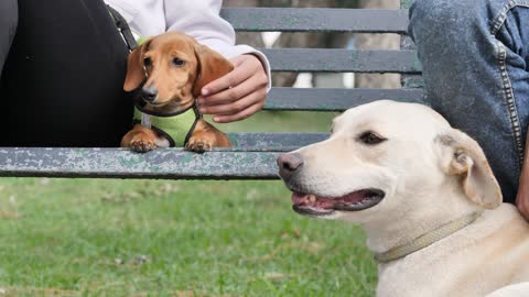 Two dogs resting with their owners on a park bench