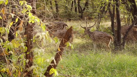 Chital or cheetal, also known as spotted deer, chital deer, and axis deer