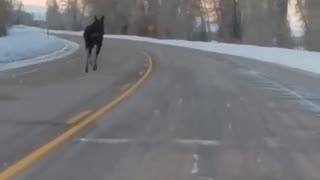 Baby Moose Runs Alongside Car On Highway