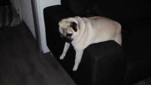 Passed out pug snoring! FUNNY