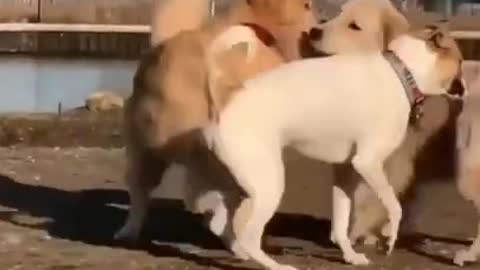 😂 Cute Funny dog videos 😂
