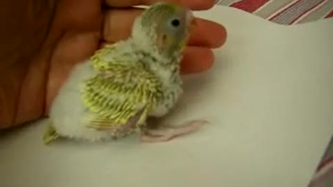 baby budgie 2 weeks old