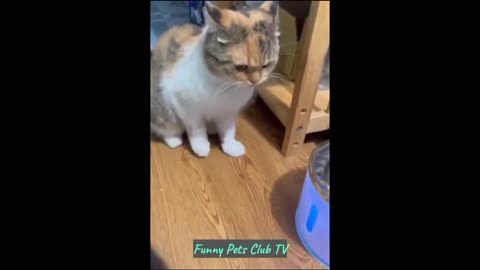 Funny Animal Videos 🤣 Funniest Cats and Dogs Videos 2024 😁 #98