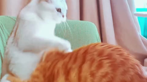 Cat funny video