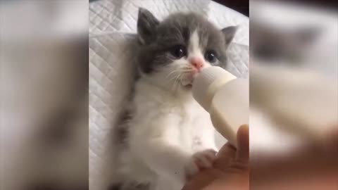 Baby Cats | SOOO Cute Videos
