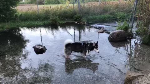 Yuki is enjoying the cold water