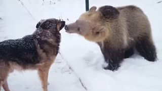 Bear and Dog Playing in the Snow