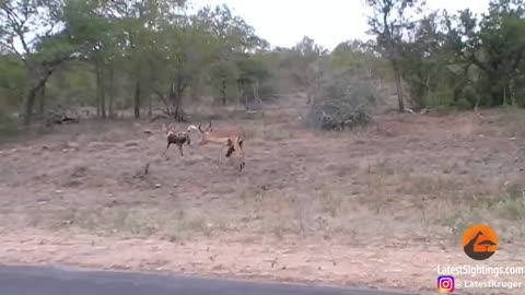 The hyenas eat an antelope