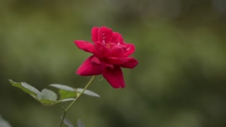 Beautiful Rose 🌹🌹