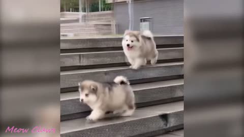 Baby Alaskan Malamute falling down the stairs