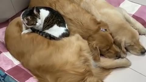 This Cat is Best Friends With a Golden Retriever and Her Puppies