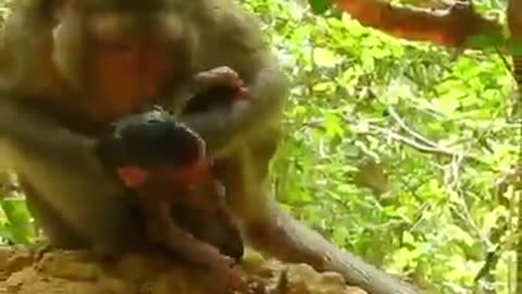 Monkey Giving the birth to her child seldom to see