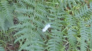 Hickory Tussock Caterpillar