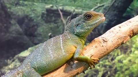 Water Dragon Lizard Chinese Physignathus