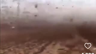 Locusts in Saudi Arabia