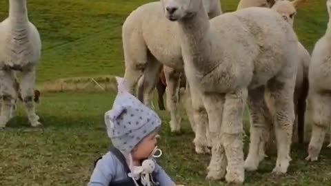 Lama tries to kiss a baby