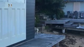 Dog and Rabbit Return from Beachfront Adventure