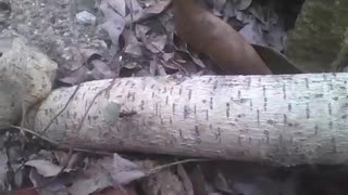 Formiga cortadeira carregando uma folha, enquanto passa por um tronco de árvore [Nature & Animals]