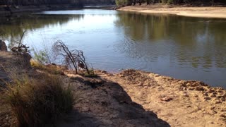 Kangaroo Takes a Swim Across River