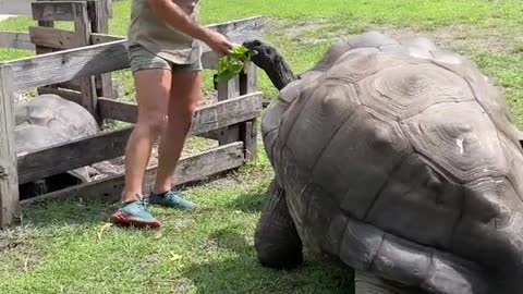 How incredible are those Aldabra tortoise facts