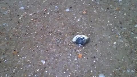 Filming a shellfish receiving the waves of the sea at the edge of the beach [Nature & Animals]