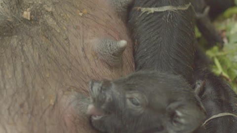 Piglets Feeding