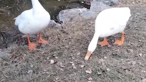 Goose 🦆 Video By Kingdom of Awais