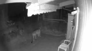 Injured cougar searches for food at our home