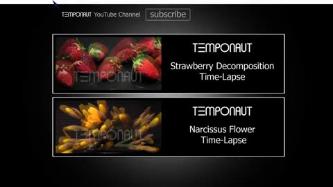 Time-Lapse - Rotting Plums - Zeitraffer Verrottende Pflaumen