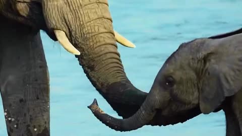 Bebby Elephant love Mom ♥️😘 || the wild show #wildlife #elephant #animals