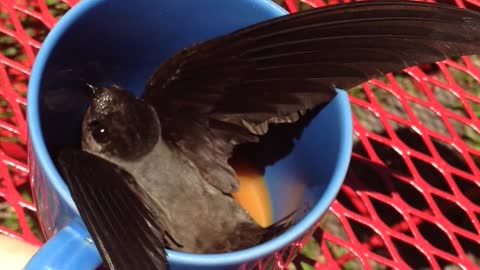 Woman Tries To Help Bird Escape Her Kitchen But He Only Wants Coffee