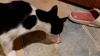 Cat eats ice cream