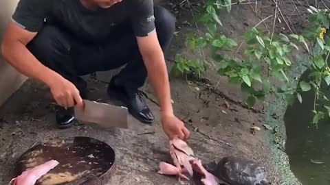 Tortoise food