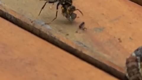 A wasp eating dead caterpillar. (KR: 죽은 애벌레를 먹고 있는 말벌)