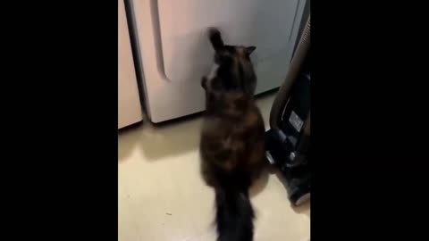 Cute Cat Scratches Door