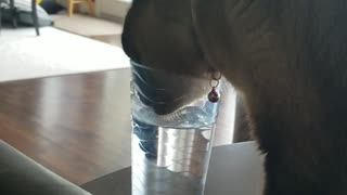 Cat drinks water out of my cup