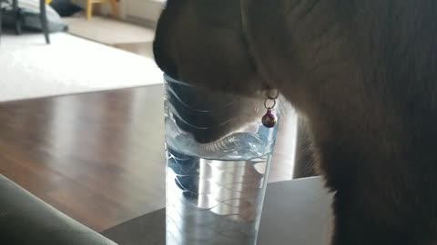 Cat drinks water out of my cup