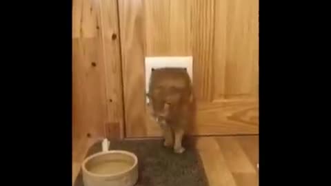 Funniest Cats 😹 - Don't try to hold back Laughter