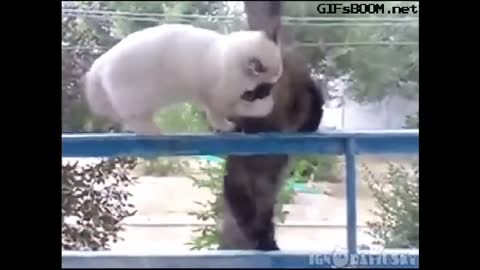 Cat funny short clip / wildlife
