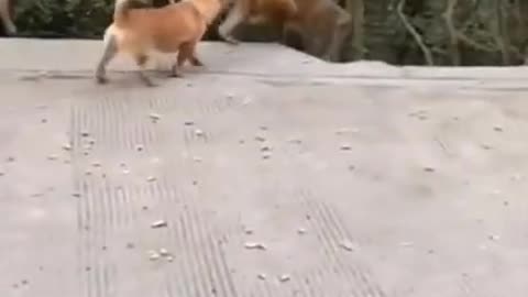 Dog vs monkey watch till the end