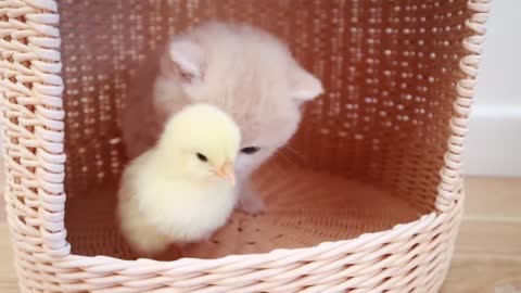 Kittens walk with a tiny chicken😄😻