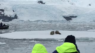 Seal waving