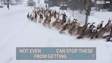 Nothing can stop these ducks from getting their breakfast 2021