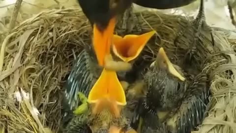 mother bird is not feeding their babies ❤️❤️