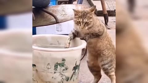 Cute And Funny Cats Videos Compilation 2023 😹 Makes you laugh 🤣