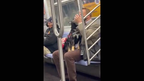 New York violinist serenades cute Shiba Inu dog riding the subway