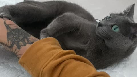 Cat playing with its owner arm