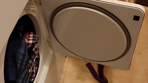 Border Collie Helps With Laundry