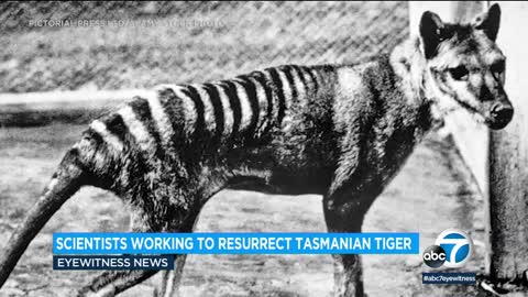 Tasmanian tiger de-extinction: Scientists plan to resurrect thylacine, extinct since 1936
